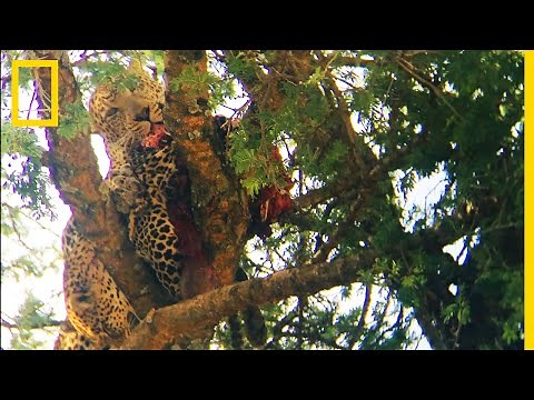 Images rares : un léopard dévore l'un de ses congénères