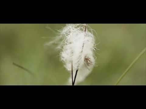 06. Peat bogs and why they are important