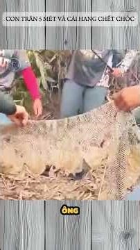 CON TRĂN 5 MÉT VÀ CÁI HANG CHẾT CHÓC