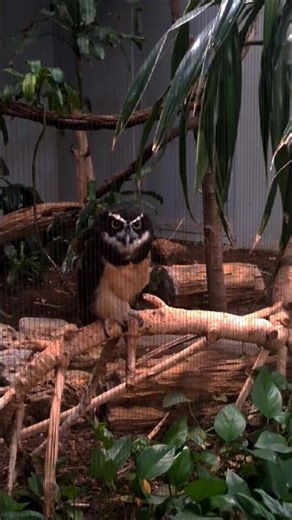 spectacled owl looking at zoo visitors at the stlouiszoo #owls #stlouiszoo #birdsofprey