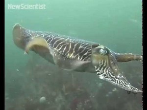 Do you speak cuttlefish?