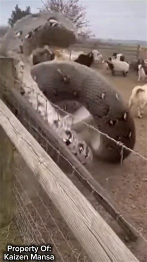 Colossal Python Appears Where Families Live 😳 #snake #sora #prayer #nature #petfriendly #travel | Kaizen Mansa