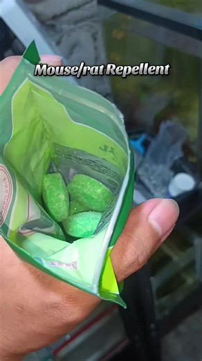 Effective Mouse Repellent Strategies