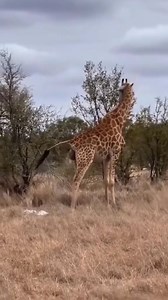 Did you know giraffes give birth standing up? A newborn giraffe enters the world with a dramatic 1.5-meter drop to the ground — nature’s first lesson in strength! Within just an hour, the calf is already on its feet, wobbling but determined, ready to follow its mother and join the herd. Giraffe moms are incredibly protective, keeping their calves close and guiding them through the wild with gentle nudges and constant watchfulness. Nature’s tallest giants bring life into the world with grace, cou