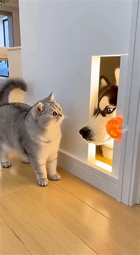 The Cat Pressed the Sensor... But a HUSKY HeadJumped Out!😳🐶🐱💥
