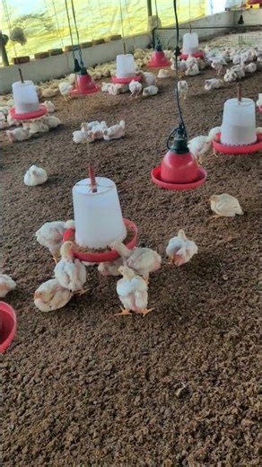 unity farm 🐔