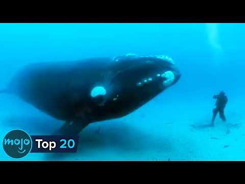 Top 20 Most Massive Animals Still With Us