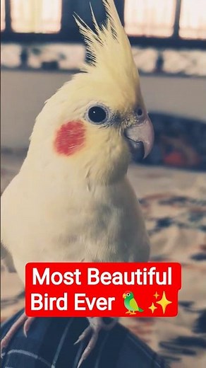 Cocktailbirds | The Most Colorful Bird Moments Ever 🦜✨ #shorts #cockatiel #talkingparot