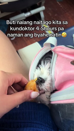 Hayaan mo naka pag mayaman na tayo bibilhan kita ng land cruiser na may kubeta para di ka mag kalat 🐶 #puppy #shihtzusoftiktok #shihtzu #nuggets