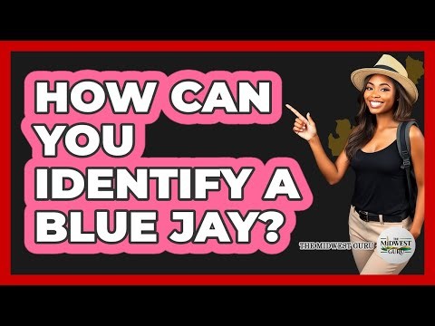 How Can You Identify A Blue Jay?
