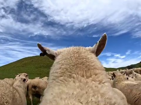9.3K views · 236 reactions | Have you "herd" the news?  GoPro Subscriber Benn Whitehead wool be taking home a $1,000 GoPro Award for this #GoProHERO11 Black submission to GoPro.com/Awards. | GoPro | Facebook