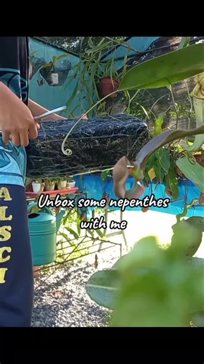 unboxing muna tayo🍃🍃🍃 #gardening #internationalcarnivorousplantsociety #Nepenthes #Pitcherplant #plantok #pitcherplant #carnivorousplantsocietyph #pilipinonghardinero #FatalFlora #fyp #carnivorousplants
