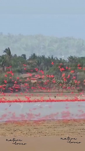 Relaxing Nature Birds Video for Weekend Calm