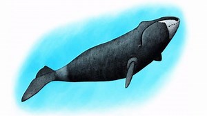 The varied songs of the bowhead whale