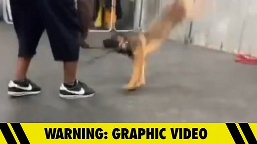 Dog Trainer Investigated After Viral Vid Shows Dog Slammed to Ground