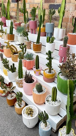 BEAUTIFUL CACTUS CAFE in BRISBANE!!!