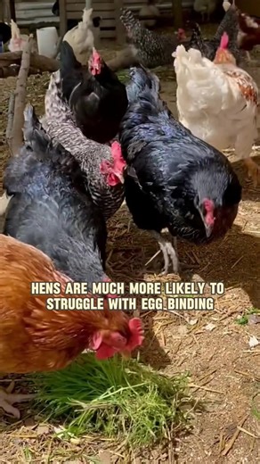 32K views · 816 reactions | Egg Binding in Chickens How to Prevent It Before It Happens #chicken #broilerchickens #agriculture | Poultry Tips | Facebook