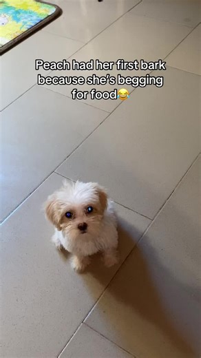 Peach the Lhasa Apso's First Bark for Food