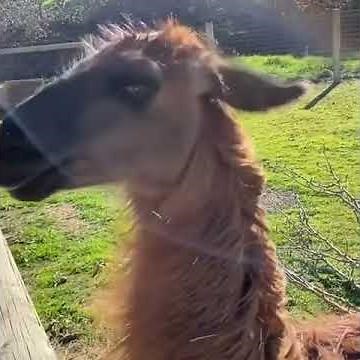 Llama Spits On Guy - 1106106