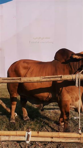 Still Believe 💚 One Day Everything Will Be Fine #cow #animals