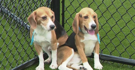 Over 200 beagles rescued from research facility arrive at Big Dog Ranch Rescue in South Florida