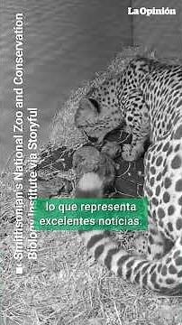 Nacen cuatro guepardos en el National Zoo / La Opinión