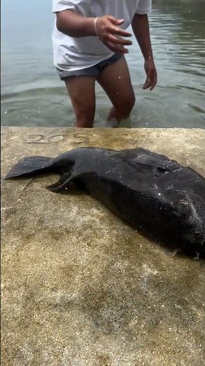 Sea Cucumbers | Gaint Big Fish #marinelife #ocean #nature