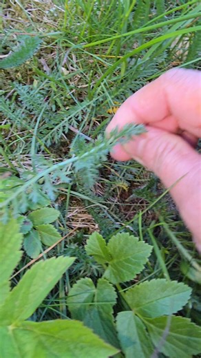 Benefits of yarrow plant🤩 #yarrow #plants | Mywayofeating