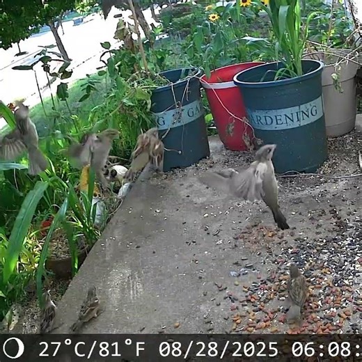 Lots Of Sparrows Stop By And Then Fly Away! 🐦