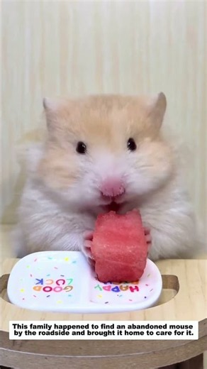 This family happened to find an abandoned mouse by the roadside and brought it home to care for it.