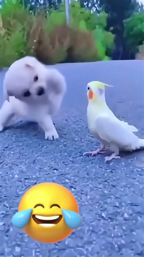 Puppy's First Time Seeing A Parrot Goes Wrong 😭 #animals #funny #shorts