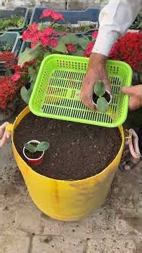 Grow Vegetables Plants In Containers and Plastic Buckets