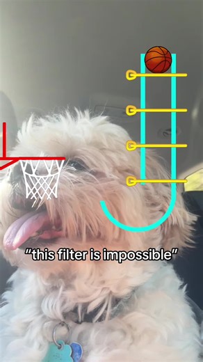 shit was too easy for waffles 😂#dogs #dogsoftiktok #dog #wafflesthedog #waffles #fyp