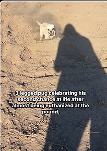 Look out Momma! I be born to be wild! #borntobewild #wildanimal #rescuedogs #puglove #adoptdontshop #animalrescue #pugs #farmlife | All About Walter