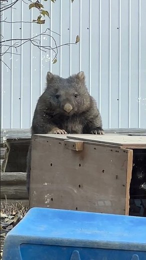 立ち上がるウォンバットのユキちゃん(五月山動物園)