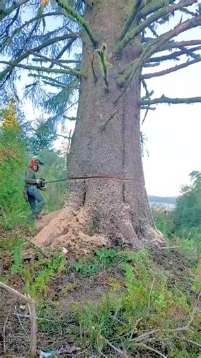 A Day of Felling Giant Dead Trees #satisfying #tree #asmr #fyp #usa🇺🇸
