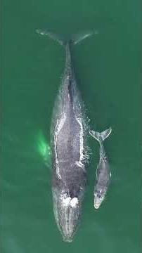 BLUE WHALE LIFE CYCLE