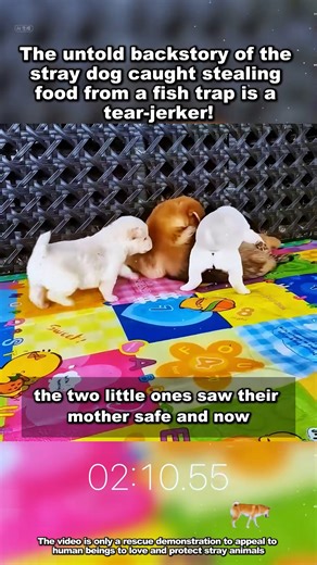 12K views · 461 reactions | We believe every animal deserves compassion. Join our mission — rescue, rehabilitate, rehome.  #EveryLifeCounts #AnimalRescue | Ángeles del Rescate | Facebook