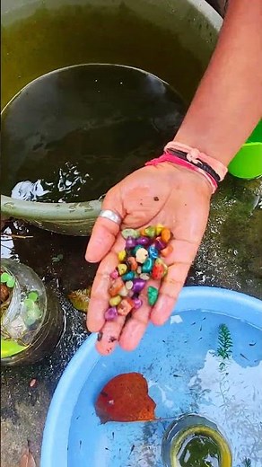 I'm Resetting My Guppy Fish Pond Completely? #fishshorts #guppyfish #shortsviral