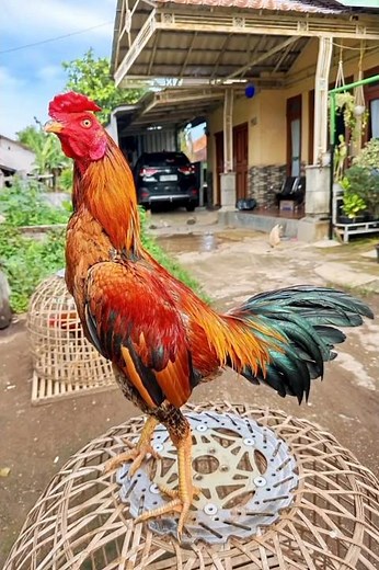 This is the Super VIP Pama Chicken with Top Performance #viralchicken #pamachicken #fyp