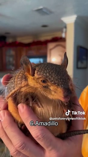 Funny Animal Sounds: 19 Unexpected Instances