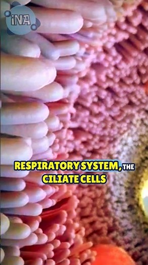 How Ciliated Cells KEEP Your Lungs HEALTHY