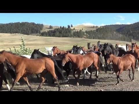 Horse Stampede