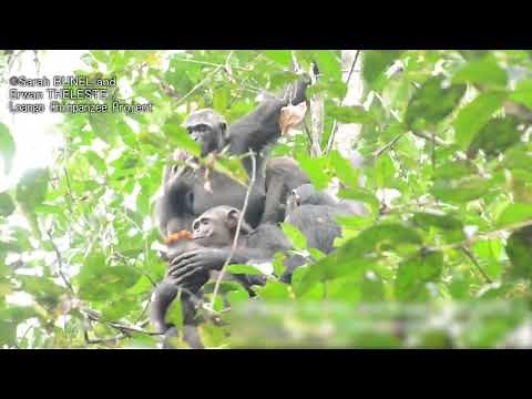 カメも食べます チンパンジー 食生態相次いで初確認