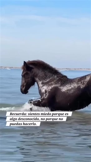 Flores de Bach - BFRP on Instagram: "😣El miedo muchas veces no significa incapacidad, sino simplemente que estás frente a un terreno nuevo. 💪Animarse a dar ese paso, aunque tiemble todo dentro tuyo, es lo que abre la puerta al crecimiento. Algunas Flores de Bach que pueden ser un gran apoyo en este proceso: 🌸 Mimulus → cuando los miedos son concretos y reconocibles (hablar en público, empezar un proyecto, cambios). 🌸 Aspen → cuando el miedo es más difuso, una sensación de inquietud frente a 