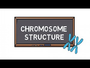 Chromosome Structure & Types | How many Chromosomes does Humans have? | POCKET BIO |