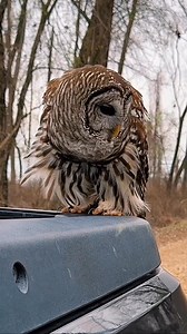 This is a barred owl, one of the most intelligent and curious owls in North America 🦉 They’re known for watching humans closely before deciding if we’re a threat. This one calmly perched on my truck like it was part of the forest. 👉 Would you stay still… or slowly back away? #Owl #BarredOwl #WildlifeMoment #NatureIsAmazing #UnexpectedMoments #WildlifePhotography #NatureReel #AnimalEncounters #NatureLovers | Kyle Underwood photography