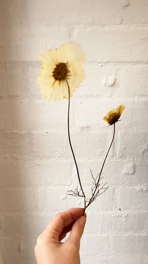 Patiently waiting for cosmos season with my pressed cupcakes  . . #pressedflowers #cosmos #driedflowers #pressedflowerart #flowers #yarravalley | Reborn Blooms | Facebook