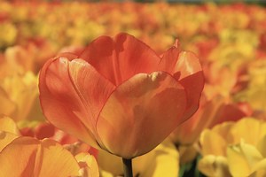 How Do Bulbs Reproduce? - Garden Guides