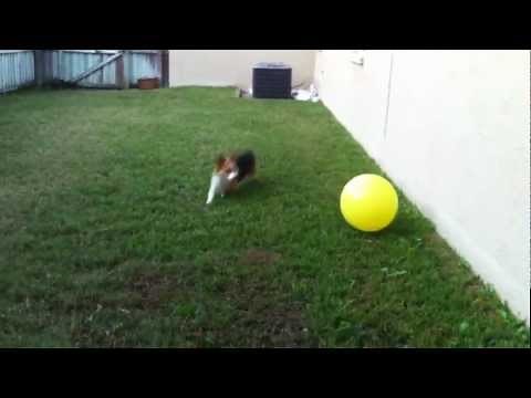 Corgi herds ball